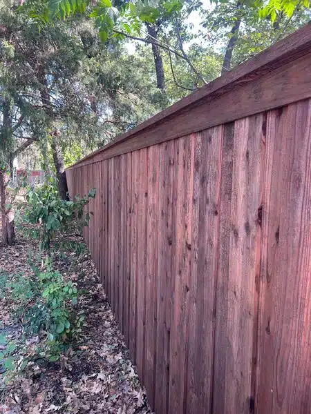 Fresh semi-transparent stain being applied to a cedar privacy fence in Plano, TX